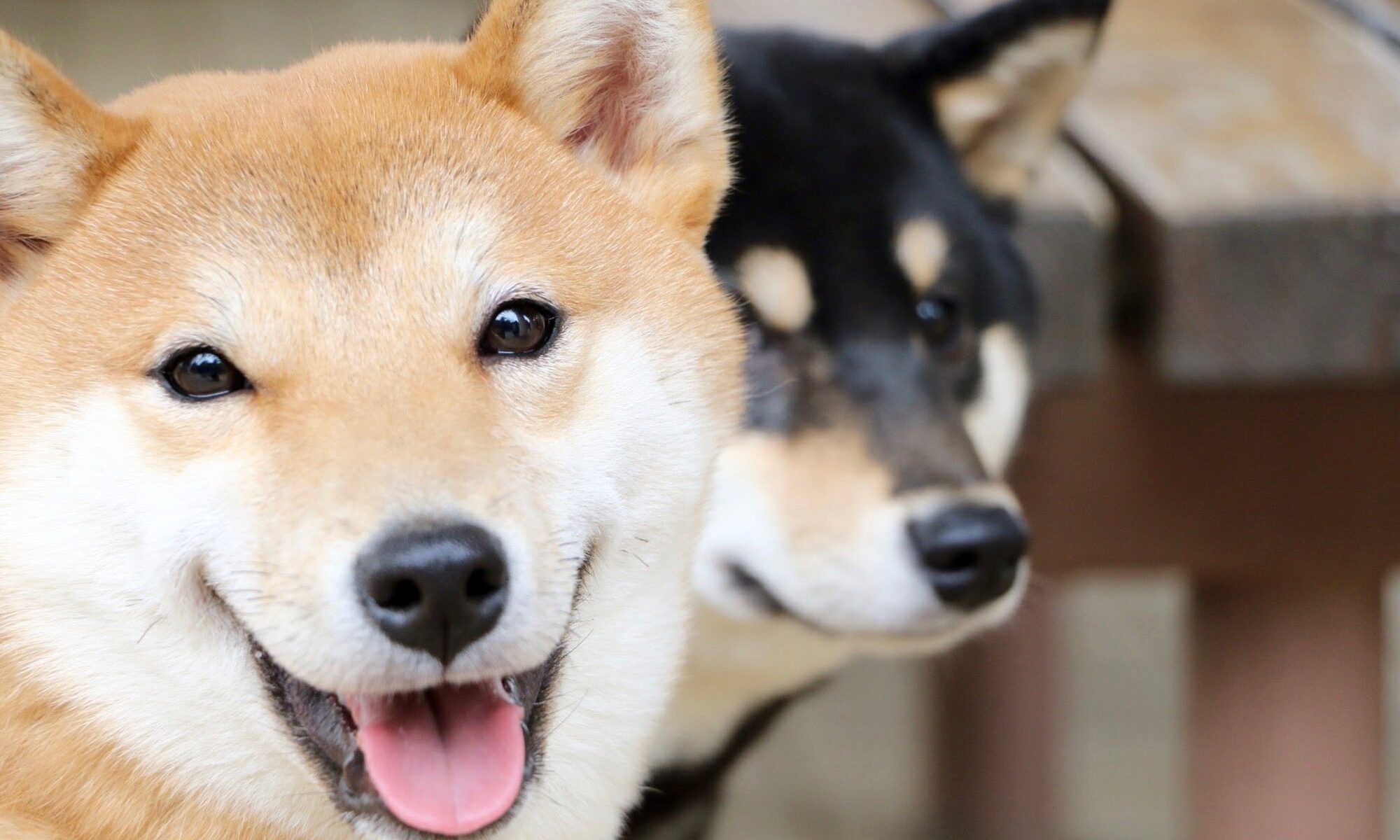 If You Invested $100 in Shiba Inu 1 Year Ago, Here's How Much You'd Have Now